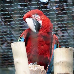 Green-winged macaw (Ara chloropterus), 2024-05-24