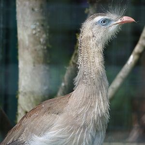 Red-legged seriema (Cariama cristata), 2024-05-24