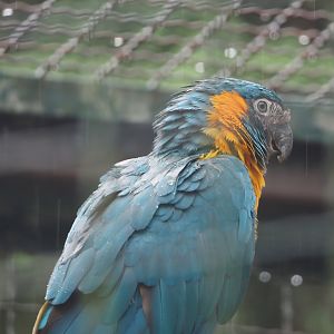 Blue-throated macaw (Ara glaucogularis), 2024-05-22