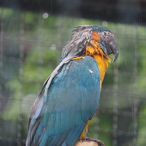 Blue-throated macaw (Ara glaucogularis), 2024-05-22