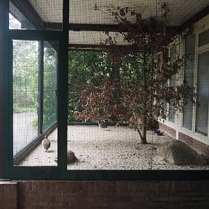 Austral parakeet and Elegant-crested tinamou aviary, 2024-05-22