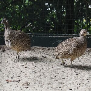 Elegant-crested tinamous (Eudromia elegans), 2024-05-22