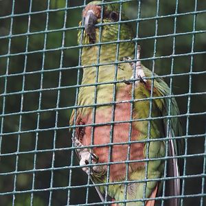Austral parakeet (Enicognathus ferrugineus), 2024-05-22