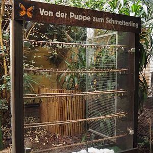 Pukara - Butterfly area, Chrysalis case, 2024-05-22