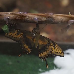 Papilio thoas, 2024-05-22