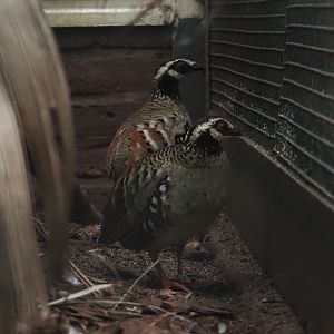 Bar-backed partridges (Arborophila brunneopectus), 2024-05-22