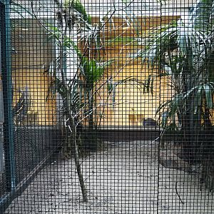 Blue ground-dove, Green-backed trogon and Solitary tinamou aviary, 2024-05-22