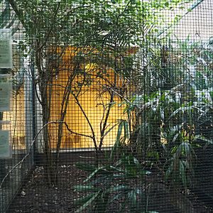 Green-backed trogon, Crimson-hooded manakin and Common hill partridge aviary, 2024-05-22