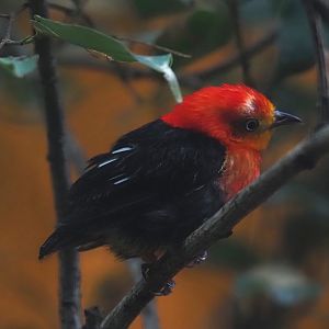 Crimson-hooded manakin (Pipra aureola), 2024-05-22