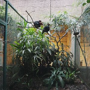 Madagascar blue pigeon and Crimson-hooded manakin aviary, 2024-05-22