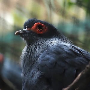 Madagascar blue pigeon (Alectroenas madagascariensis), 2024-05-22