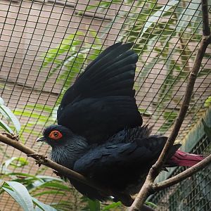 Madagascar blue pigeon (Alectroenas madagascariensis), 2024-05-22
