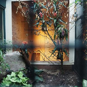 Aviary in Pukara, 2024-05-22