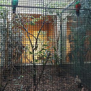 Golden-headed Quetzal, Collared hill partrdige and Fulvous-crested tanager aviary, 2024-05-22