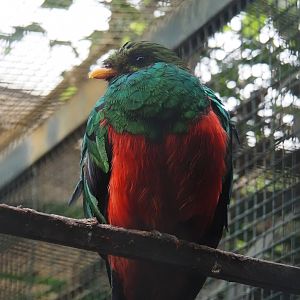 Golden-headed quetzal (Pharomachrus auriceps), 2024-05-22