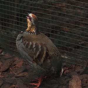 Collared hill partridge (Arborophila gingica), 2024-05-22