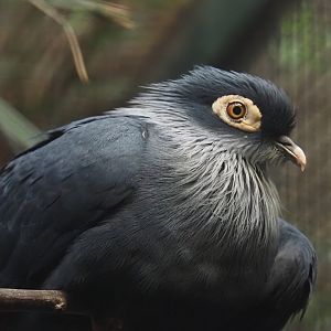 Madagascar blue pigeon (Alectroenas madagascariensis), 2024-05-22