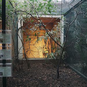 Collared trogon, Black-spotted barbet and Rufous-throated hill partridge aviary, 2024-05-22