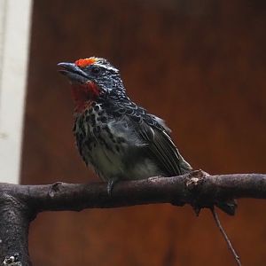 Black-spotted barbet (Capito niger), 2024-05-22