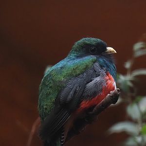 Collared trogon (Trogon collaris puella), 2024-05-22