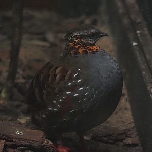 Rufous-throated hill partridge (Arborophila rufogularis), 2024-05-22