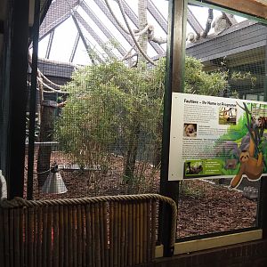 Linnaeus's two-toed sloth, Red-footed tortoise and Chestnut-eared aracari exhibit, 2024-05-22