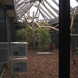 Linnaeus's two-toed sloth, Red-footed tortoise and Chestnut-eared aracari exhibit, 2024-05-22