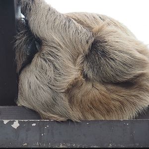 Linnaeus's two-toed sloth (Choloepus didactylus), 2024-05-22