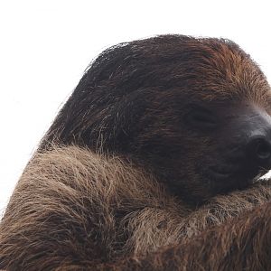 Linnaeus's two-toed sloth (Choloepus didactylus), 2024-05-22