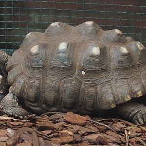 Red-footed tortoise (Chelonoidis carbonarius), 2024-05-22