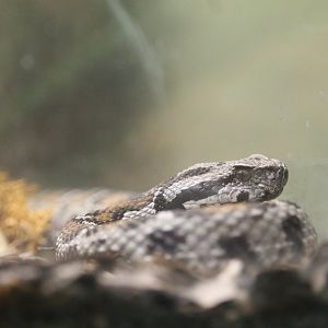 Ocellate Mountain Viper (Montivipera wagneri)