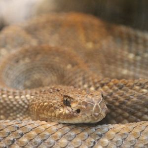 Aruba Island rattlesnake (Crotalus unicolor)