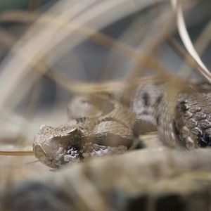 Armenian Viper (Montivipera raddei)