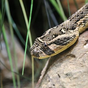 Puff adder (Bitis arietans)