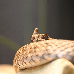 Eastern Long-nosed Viper (Vipera ammodytes meridionalis)