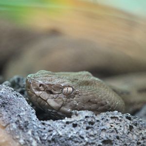 Tokar Habu (Protobothrops tokarensis)