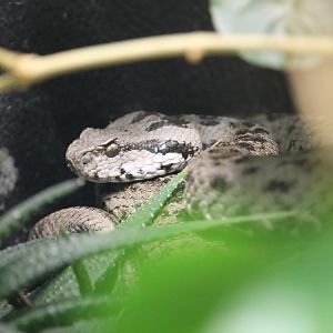 Bulgardagh Mountain Viper (Montivipera bulgardaghica bulgardaghica)