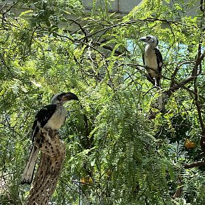 Von der Decken’s Hornbill Fledglings