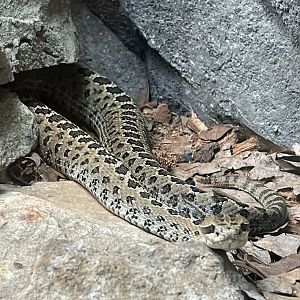 Central Plateau Dusky Rattlesnake