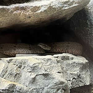 Tamaulipan Rock Rattlesnake
