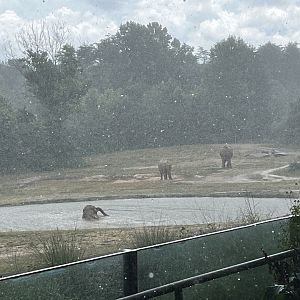 Elephants in the Rain