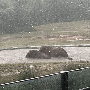 Three Elephants swimming in the Rain