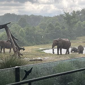 All four female elephants