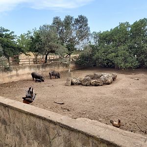 Rancho Grande - pig enclosure
