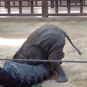 African Elephant calf, Kirkja, 3 mo. old