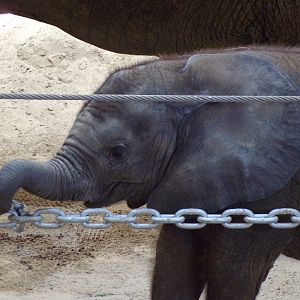 African Elephant calf, Kirkja, 3 mo. old