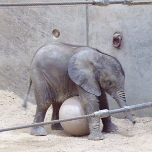 African Elephant calf, Kirkja, 3 mo. old