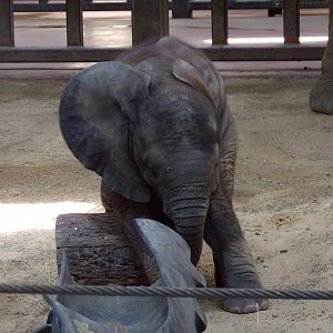 African Elephant calf, Kirkja, 3 mo. old