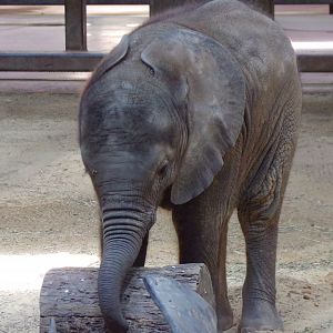 African Elephant calf, Kirkja, 3 mo. old