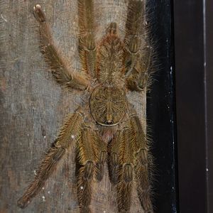 Red slate ornamental tarantula (Poecilotheria rufilata)